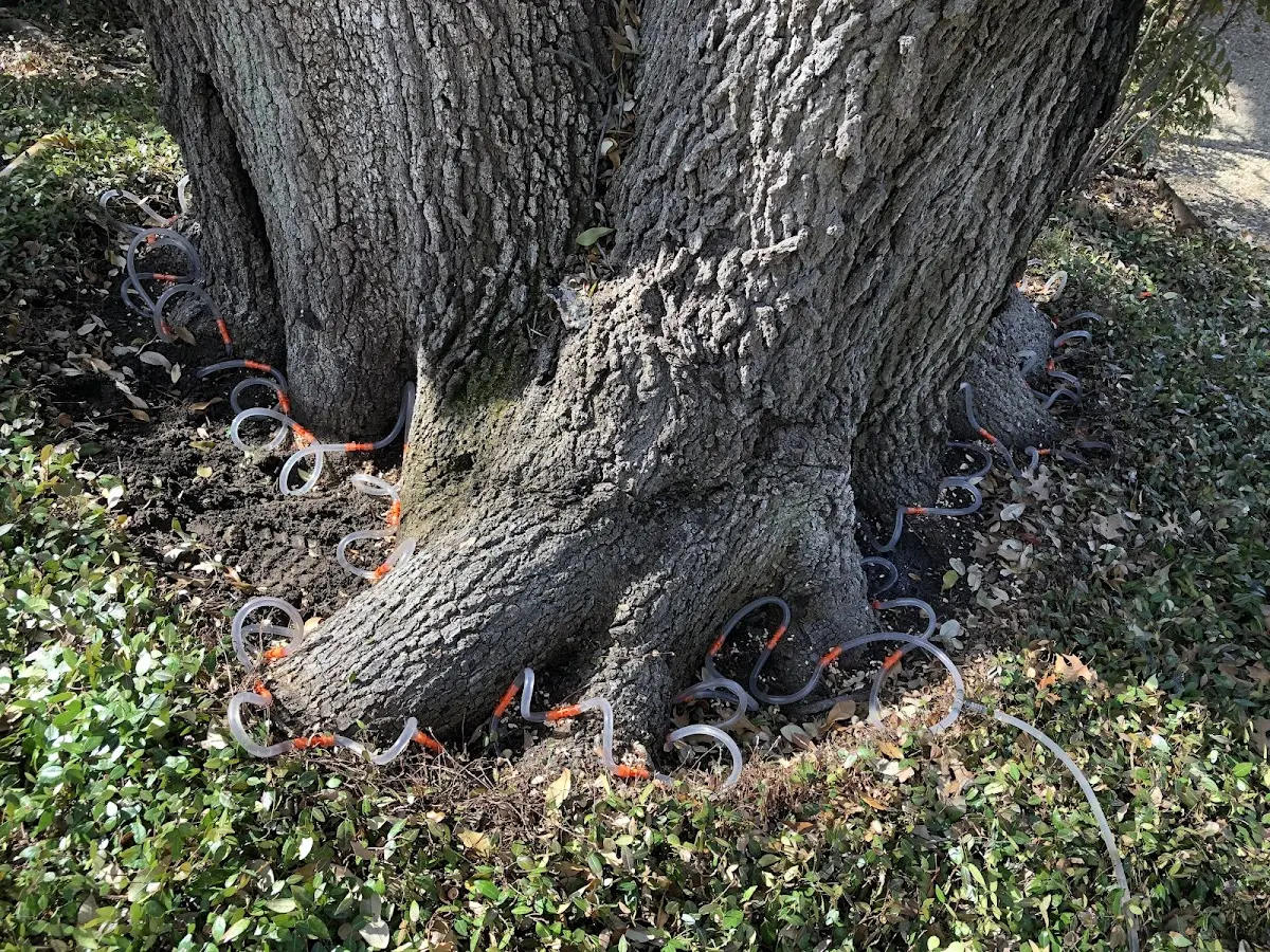 Detailed Tree Cabling and Bracing job site in Lovelady