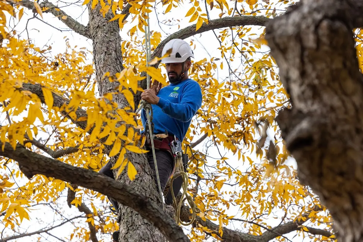 Skilled Tree Transplanting crew working in Lovelady