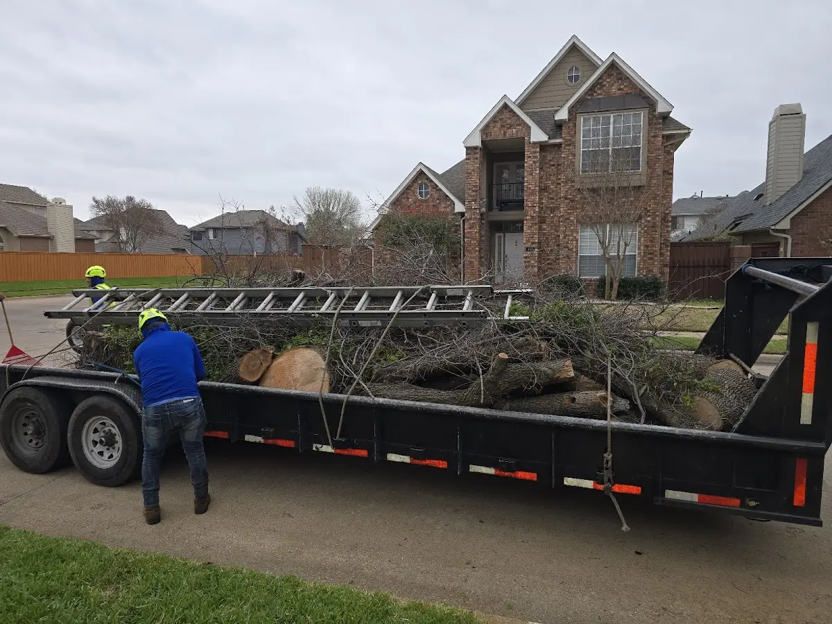 Expert Tree Removal with proper safety equipment in Lovelady